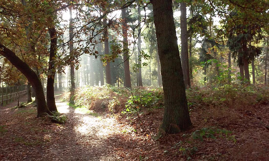 Bram Blaauw Uitvaartverzorging - bos